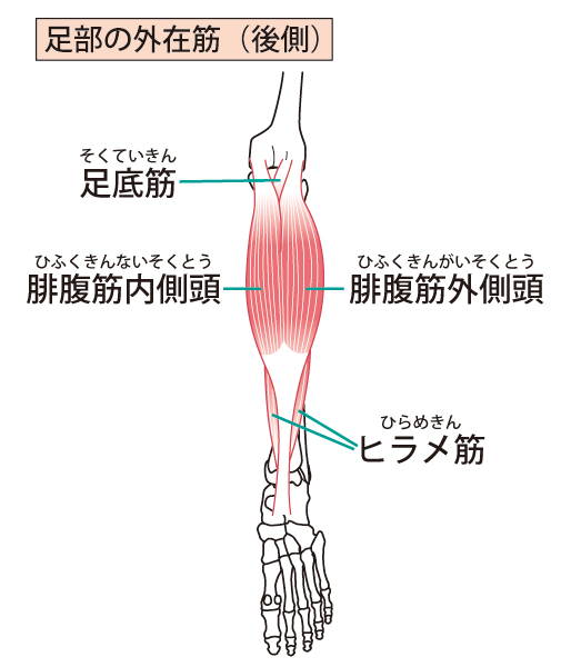 アキレス腱炎を引き起こす下腿三頭筋　腓腹筋・ヒラメ筋の硬さをイラストで解説
