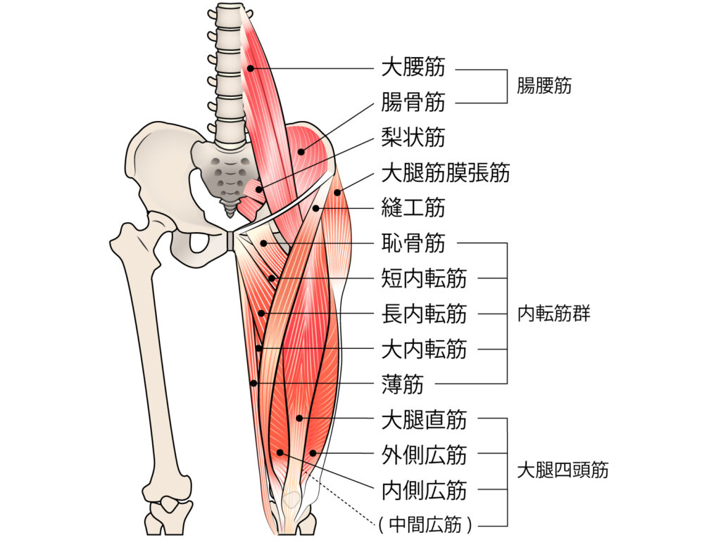 太もも　膝の筋肉の構造をイラストで解説