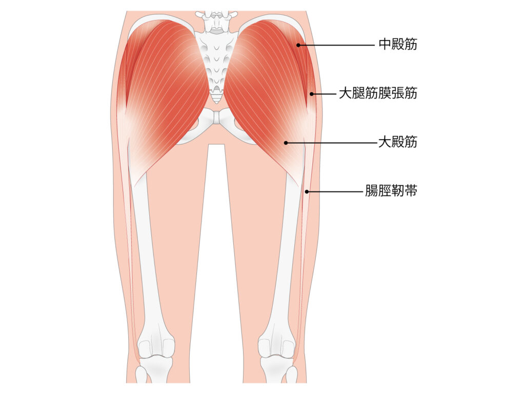 ランナー膝に関係する腸脛靭帯と臀部の筋肉群をイラストで解説