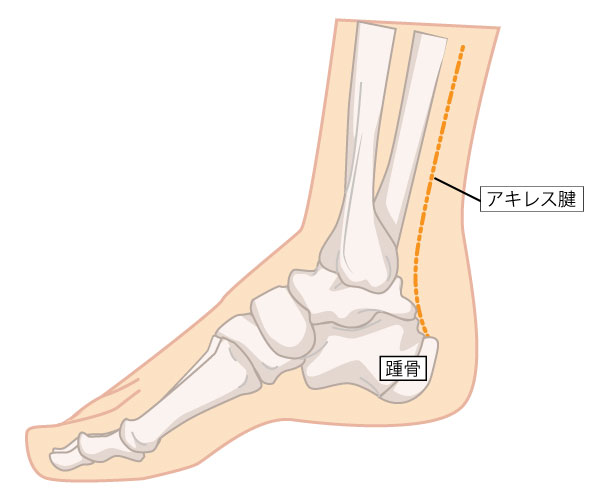 アキレス腱と踵　足の骨の構造をイラストで解説