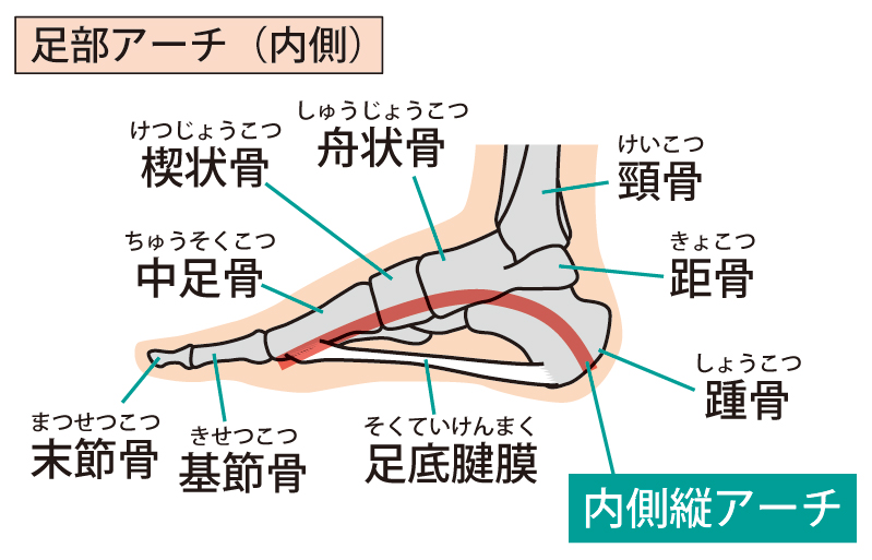 足のアーチの構造。偏平足が原因で外反母趾・内反小趾を引き起こすこともあります。