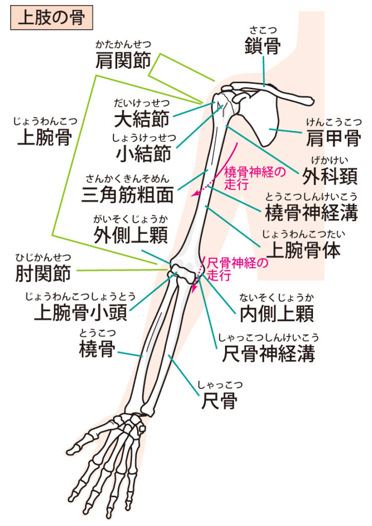 上肢　腕・肩の骨・関節の構造をイラストで解説