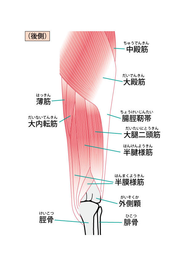太もも裏の筋肉群　腸脛靭帯をイラストで解説