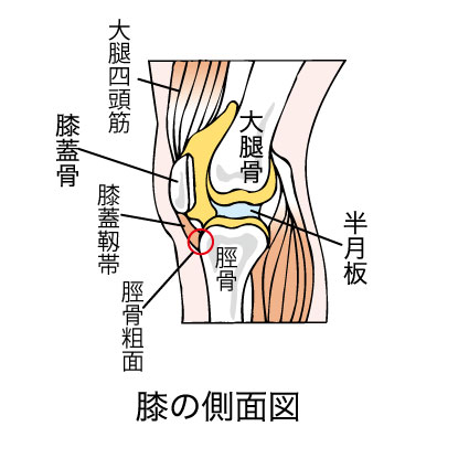 膝関節　筋肉の構造をイラストで解説
