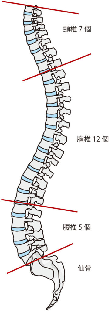 背骨の生理的な湾曲をイラストで解説