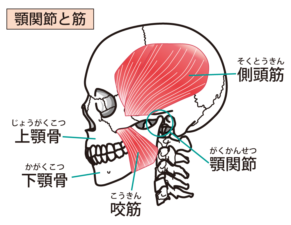顎関節　咀嚼筋の構造をイラストで解説