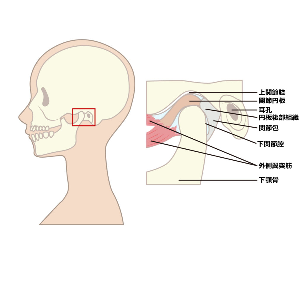 顎関節　アゴの構造　関節と筋肉の構造をイラストで解説