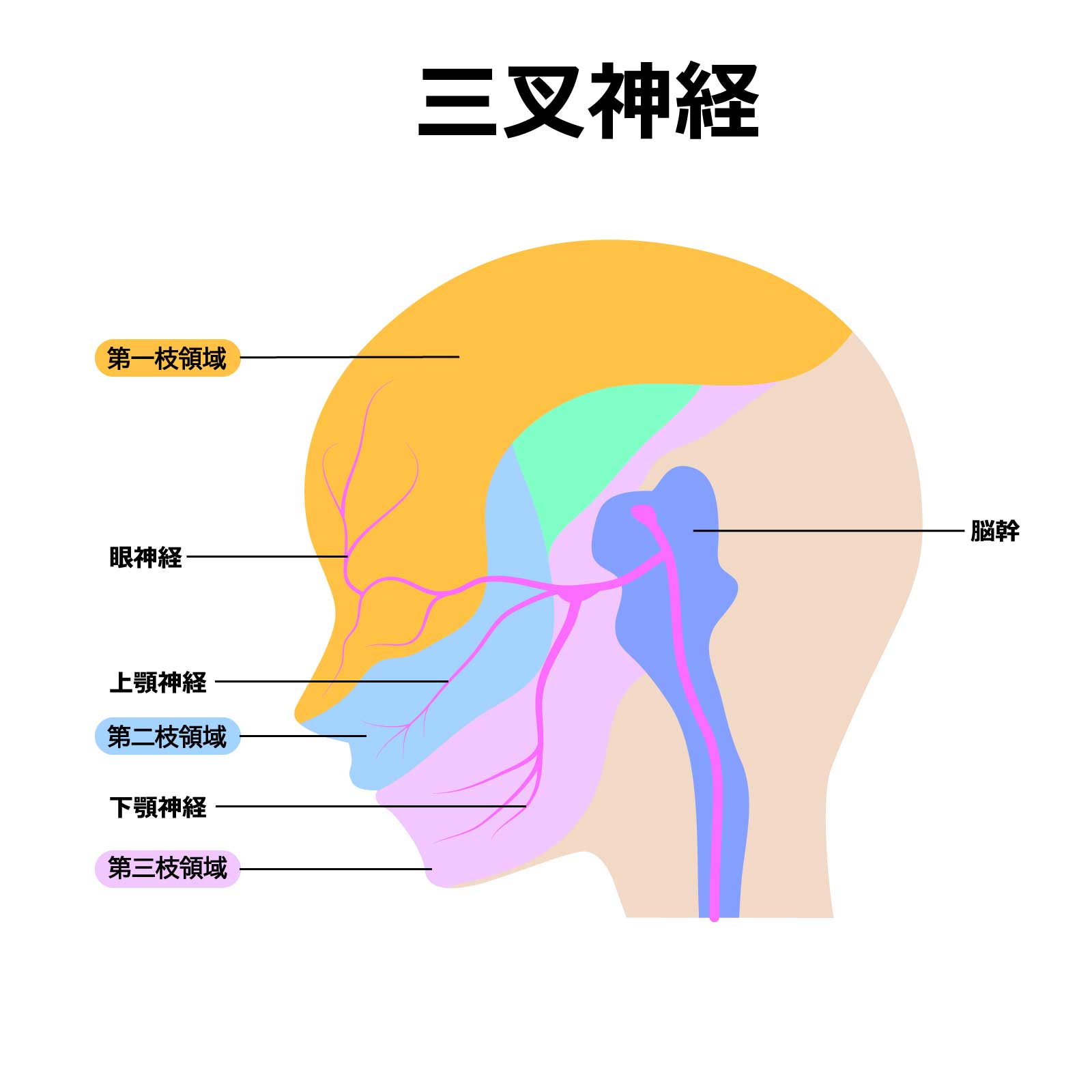 三叉神経痛専門施術｜神戸市灘区の鍼灸整骨院｜いわや鍼灸整骨院｜岩屋駅徒歩1分