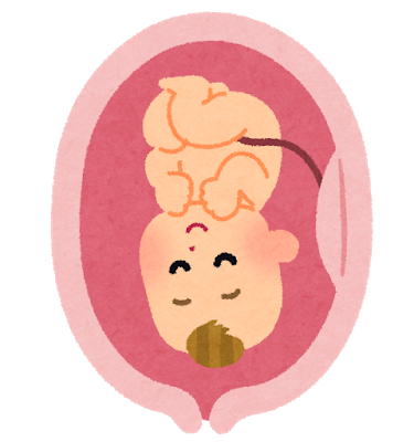 頭位　子宮内の赤ちゃんのイラスト　逆子体操
