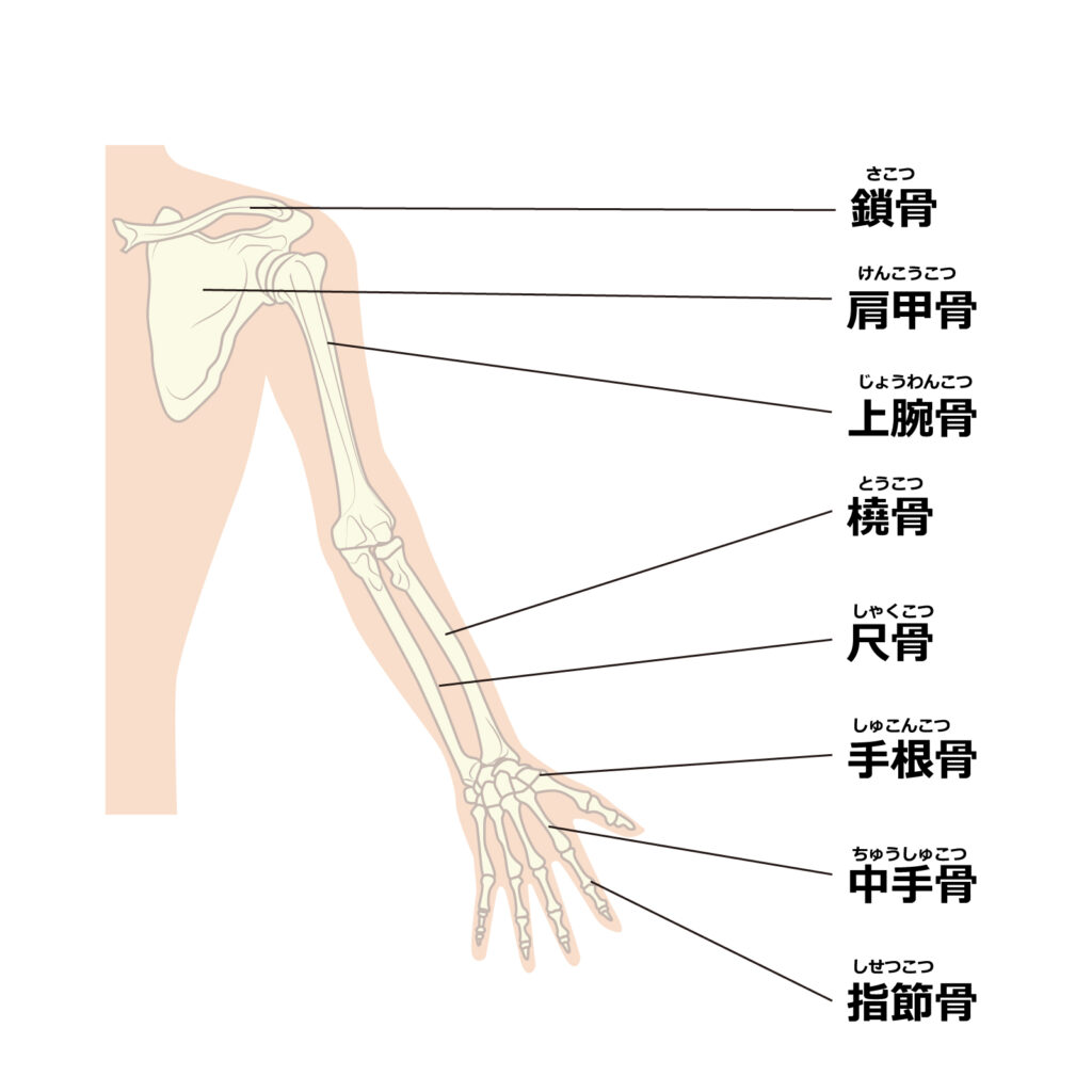上肢　腕の骨の構造をイラストで解説