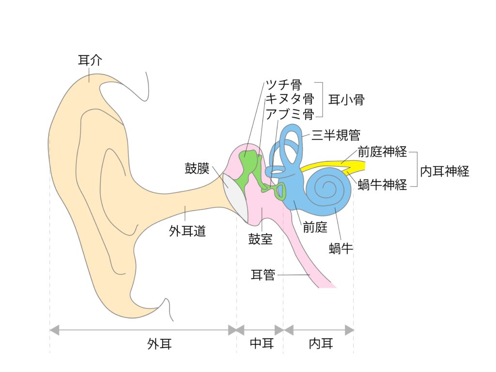 外耳から内耳の構造をイラストで解説