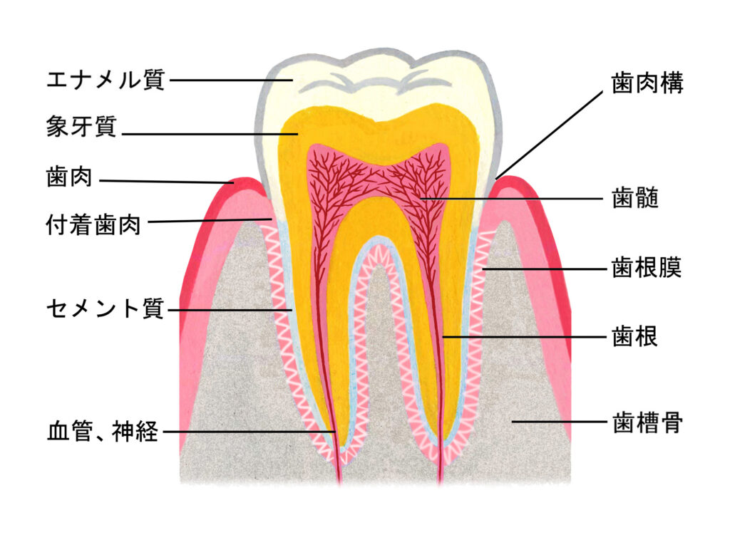 歯の構造をイラストで解説