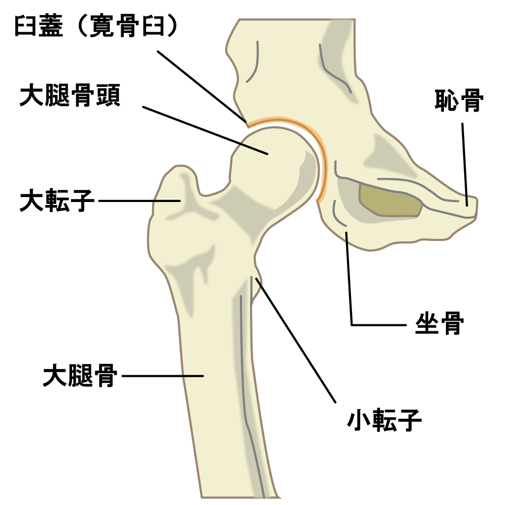 股関節の構造をイラストで解説