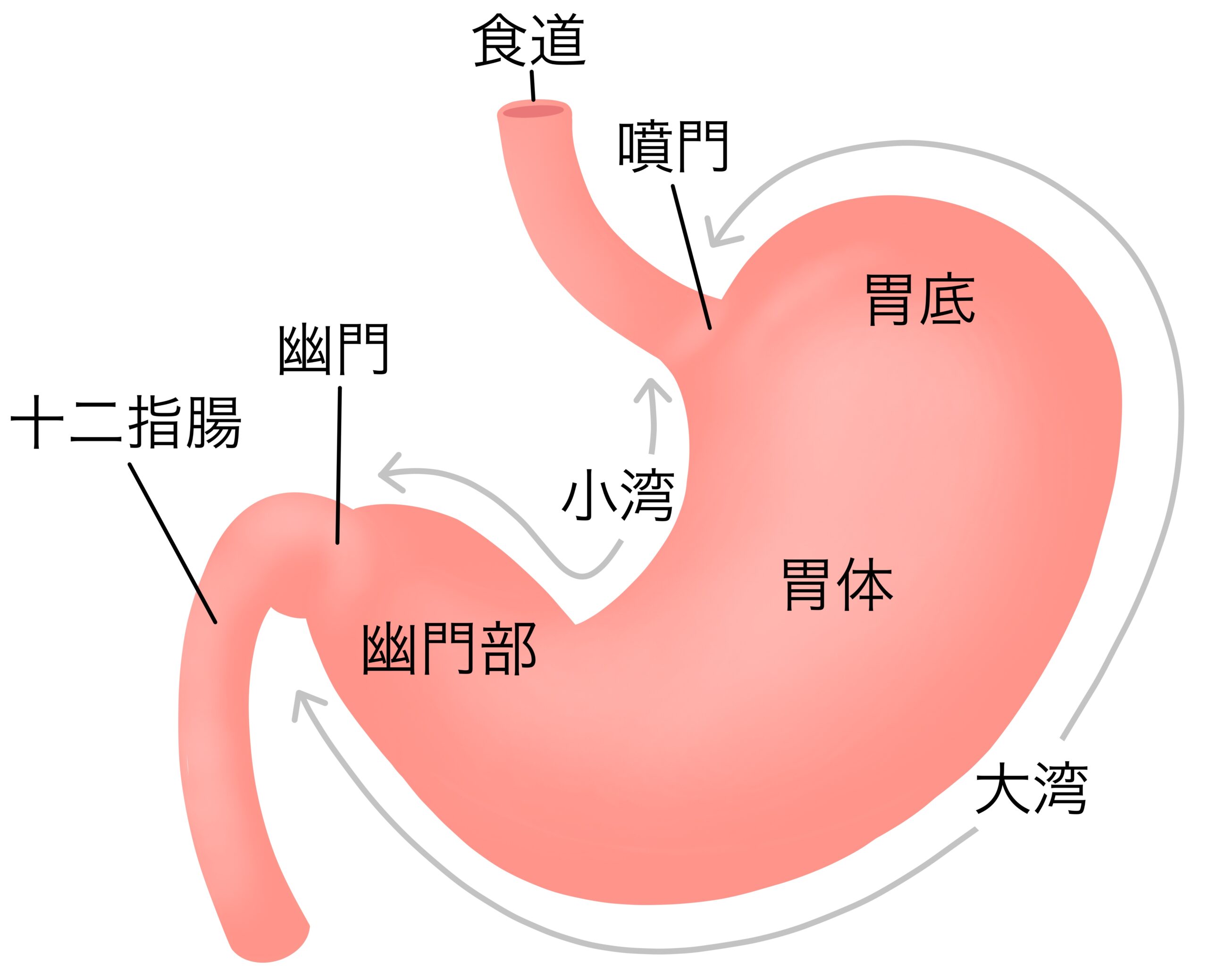 胃の構造を解説するイラスト