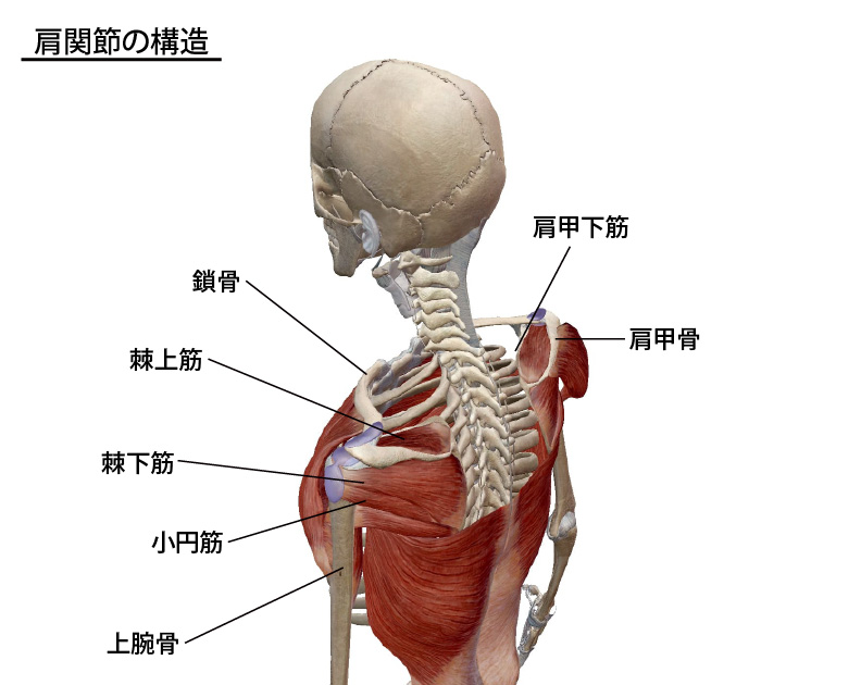 石灰沈着性腱板炎の肩関節構造の説明