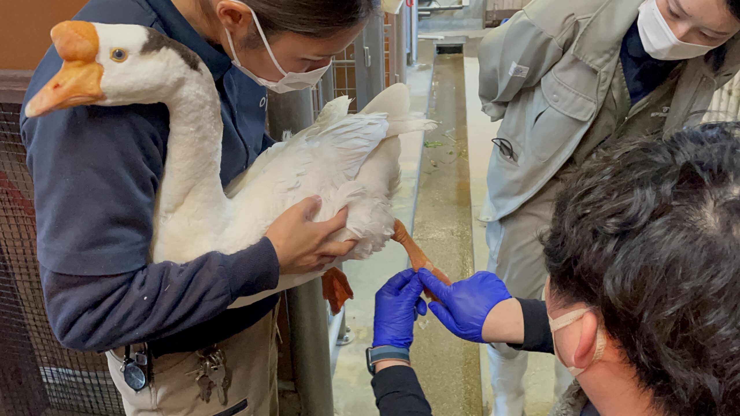 神戸市立王子動物園　ガチョウ　がっちゃんのリハビリ指導の写真