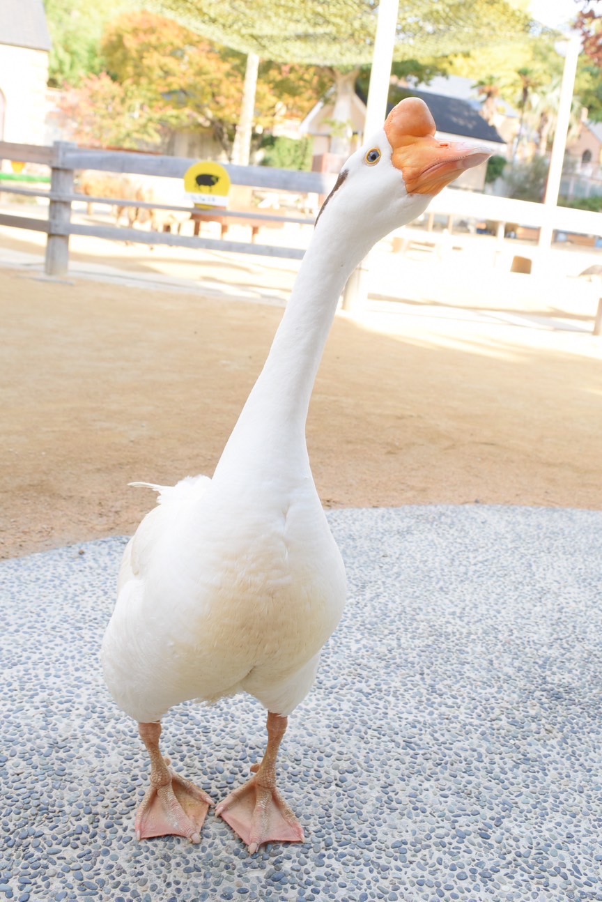 神戸市立王子動物園　ガチョウ　がっちゃんの写真