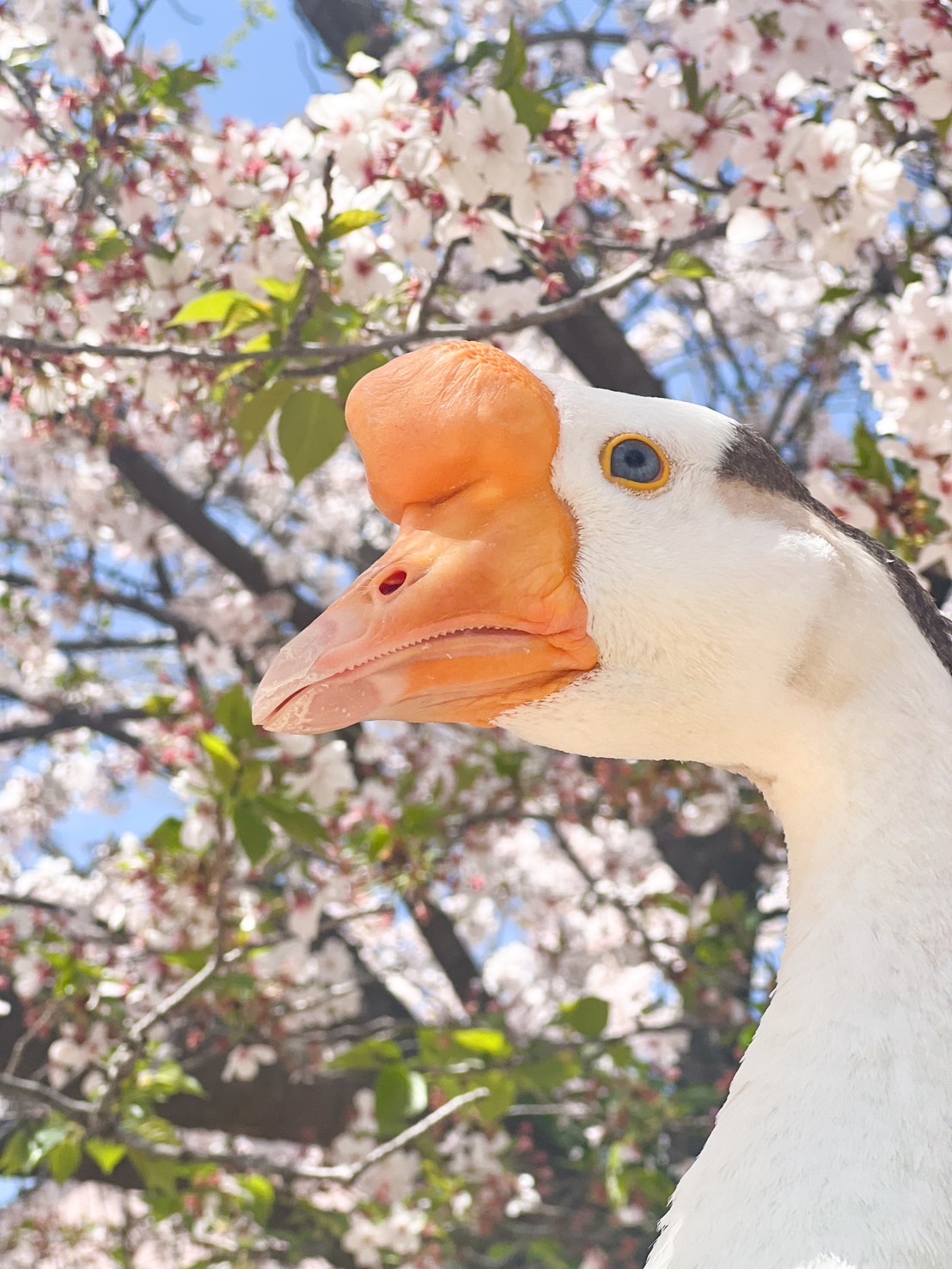 神戸市立王子動物園　ガチョウ　がっちゃん桜の写真